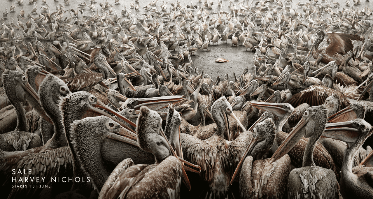 Tłum pelikanów okrążyło rybę